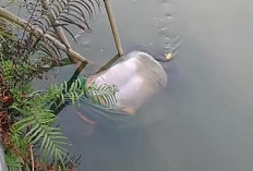 Geger Mayat Pria Lanjut Usia Ditemukan Mengapung di Kali Ponokawan Krian