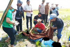 Perbaiki Kabel Sumur Sibel di Sawah, Pekerja Ngawi Tewas Tersengat Listrik