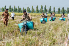 Panen Raya Padi Lamongan Capai 11,3 Ton per Hektare, MT III Dipercepat