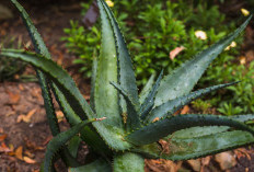 Tak Perlu Ribet! Simak Cara Merawat Tanaman Lidah Buaya agar Tetap Sehat