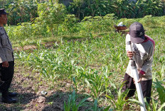 Binmas Polsek Kota Tulungagung Dampingi Petani Rawat Jagung di Jepun
