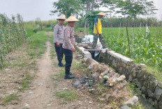 Dukung Ketahanan Pangan, Polsek Tulangan Monitoring Lahan Tumpang Sari di Desa Jiken
