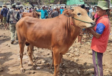 PPSDS Jatim Protes Kenaikan Harga Sapi Siap Potong