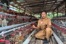 Inspiratif, K.G.A Edu Farm Kelurahan Gunung Anyar Fokus pada Ketahanan Pangan