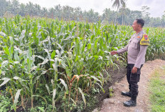 Tanaman Jagung Tumbuh Subur, Polsek Candipuro Sukses Implementasikan Program Asta Cita Presiden