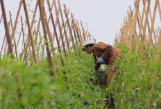 Harga Sayur Petani Boyolali Lebih Stabil, Dampak Program MBG