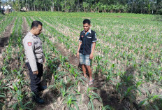 Serap Aspirasi Petani, Kanit Binmas Polsek Klakah Kawal Ketahanan Pangan Nasional