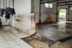  Pengusaha Daging Pilih Potong Mandiri RPH Jombang Sepi, PAD Hanya Rp 202,8 Juta