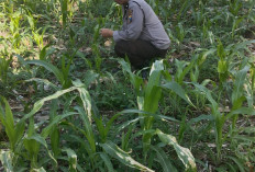 Polsek Jatiroto Konsisten Kawal Ketahanan Pangan, Pantau Optimalisasi Lahan Jagung