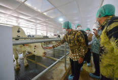 Nestlé Indonesia Implementasikan Closed-Barn dan Serahkan 90 Sapi Perah kepada Tiga Koperasi di Jatim