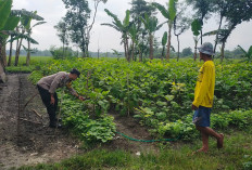 Bhabinkamtibmas Kwadungan Monitoring Tanaman Terong, Dukung Ketahanan Pangan Warga