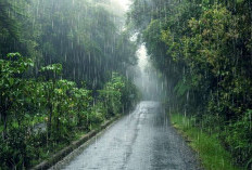 Kenapa Hujan Punya Bau Khas? Ini Penjelasan Ilmiah tentang Petrichor