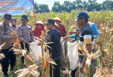 Polsek Balongbendo Panen Raya Jagung Perkasa Hybrida, Dukung Swasembada Pangan Nasional