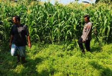 Dukung Asta Cita, Polsek Tanggulangin Dampingi Petani Jagung Desa Randegan