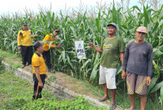 Polri Kawal Ketahanan Pangan, Pertumbuhan Jagung Petani Jombang Dipantau Langsung