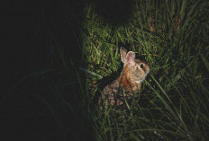 Bukan Nokturnal! Ini 10 Hewan yang Aktif saat Fajar dan Senja