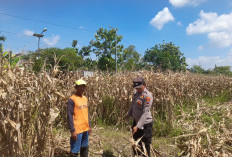 Polisi Pantau Pertumbuhan Jagung, Dukung Ketahanan Pangan di Prambon