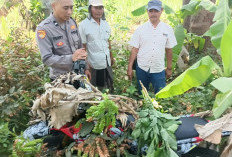 Trail Tak Bertuan Ditemukan Tertutup Daun Pisang di Pasuruan