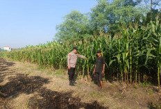 Dukung Ketahanan Pangan, Polsek Candi Pantau Intensif Lahan Jagung di Durungbedug