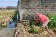 Sawah Petani Madiun Diduga Tercemar Limbah Sisa Makanan SPPG Assalam