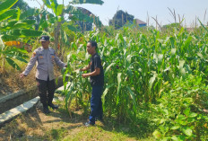Polsek Prambon Pantau Tanaman Jagung, Dukung Program Ketahanan Pangan