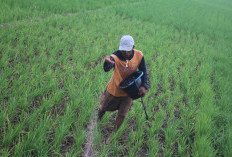 Jombang Panen Pupuk, 14 Juta Kg Pupuk Bersubsidi Siap Dukung Musim Tanam