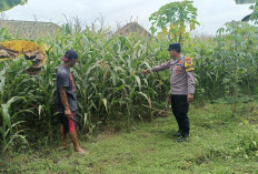 Polres Ngawi Gencarkan Ketahanan Pangan, Bhabinkamtibmas Jenggrik Optimalkan Lahan Jagung Warga