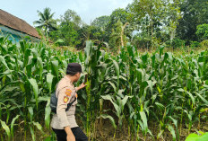 Kawal Program Asta Cita, Polsek Tempursari Pantau Pertumbuhan Jagung Petani
