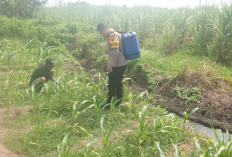 Dukung Program Asta Cita, Bhabinkamtibmas Polsek Rowokangkung Aktif Dampingi Petani Jagung