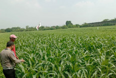 Sinergi Polsek Wonoayu dan Petani Optimalkan Lahan Jagung, Perkuat Program Swasembada Pangan