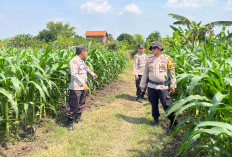 Dukung Ketahanan Pangan, Polsek Krembung Dampingi Perawatan Lahan Jagung