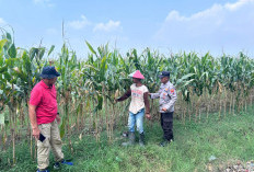 Polsek Prambon Cek Lahan Jagung di Desa Bulang