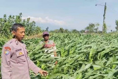 Dukung Asta Cita Presiden, Bhabinkamtibmas Polsek Tarokan Kawal Pertanian Jagung Desa Blimbing