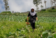 Pesanan Sayur Petani Boyolali Melonjak Drastis Dampak Program MBG
