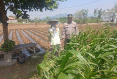 Kanitbinmas Polsek Banyakan Cek Jagung, Perkuat Ketahanan Pangan di Kediri