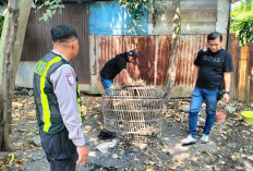 Polsek Taman Respon Cepat Aduan Warga soal Dugaan Judi Sabung Ayam di Sidoarjo