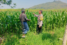 Sinergi Polri dan Petani, Bhabinkamtibmas Bujel Pantau Tanaman Jagung Demi Swasembada Pangan