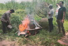 Respon Aduan Warga, Polsek Prambon Bakar Arena Judi Sabung Ayam Jatikalang Prambon