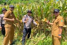 Polsek Balongbendo Intensifkan Pengelolaan Jagung Hibrida Dukung Ketahanan Pangan Sidoarjo