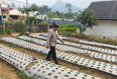 Polsek Nongkojajar Pasuruan Rawat Bawang Putih Lewat Program P2B