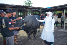 Khofifah Pilih Sapi Belgian Blue untuk Kurban Iduladha, BeratTembus 1 Ton