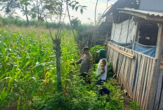 Polsek Padang Lumajang Cek Tanaman Jagung Warga untuk Dukung Swasembada Pangan