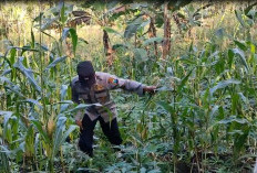Dukung Asta Cita Presiden, Bhabinkamtibmas Polsek Pronojiwo Pantau Kondisi Tanaman Jagung di Lahan Warga