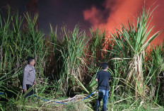 Padamkan Karhutla di Lahan Tebu Desa Popoh, Polsek Wonoayu Bersama Warga Cegah Api Merembet ke Pemukiman