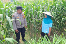 Polsek Yosowilangun Terjunkan Bhabinkamtibmas Serap Aspirasi Petani Jagung