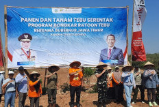 Sukses Capai Target Bongkar Ratoon 2025, Pemkab Situbondo Perluas Area Tanam Tebu