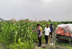 Bhabinkamtibmas Gamping Pantau Pertumbuhan Jagung, Dukung Program Ketahanan Pangan