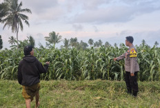 Polsek Candipuro Sukses Wujudkan Ketahanan Pangan dengan Tanaman Jagung Tumbuh Subur