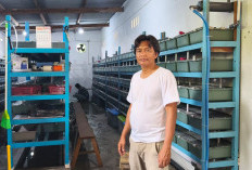 Inovasi Nelayan Romokalisari Sukses Budidaya Kepiting Soka Pakai Sistem Apartemen dan Tenaga Surya