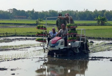 Wamentan dan Kepala Bappenas Tanam Padi di Lamongan, Dukung Lumbung Pangan Nasional